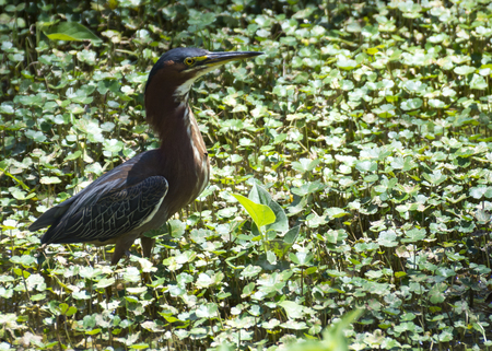 A green heron looking for food amongst the water plantsの写真素材