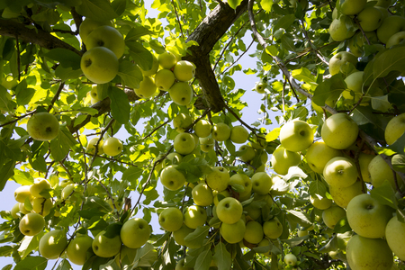 Bunches of green apples hanging on a leafy tree.の写真素材
