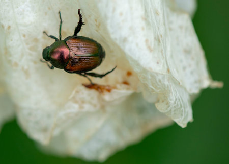 A small Japanese Beetle with a red and brown shiny shell clings to a white petal of a flower.の写真素材