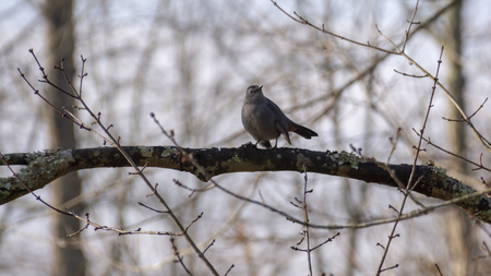 A small grey bird sits on a bare branch in a wintertime forest.の写真素材