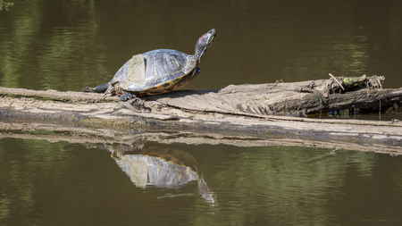 A red eared slider turtle basks in the warm sunshine on a fallen log in a pond.の写真素材
