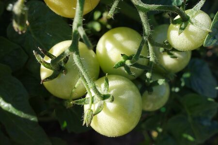 Young green tomatoes on the vine in the bright sunlightの写真素材