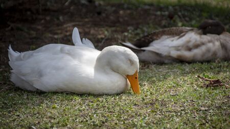 A beautiful white duck with a brilliant orange bill is peacefully sleeping in the sunshine.の写真素材