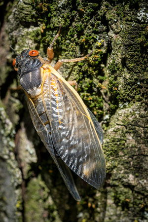 A red-eyed 17-year Brood X cicada completes its transformation as it clings to the rough, mossy bark...