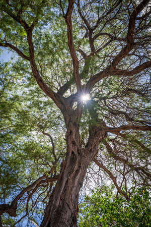 Rays of sunlight peek through the long tangled branches of a Hawaiian Koa tree found on a beach in Lahaina, Maui, Hawaii.の写真素材
