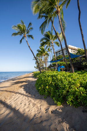 Early morning sunshine paints the lush palm trees and dense foliage on Ka'anapali Beach in Lahaina, Maui, Hawaii.のeditorial素材