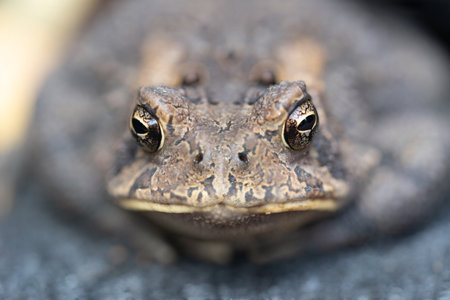 A common American toad with large glossy black eyes stares menacingly at the camera.