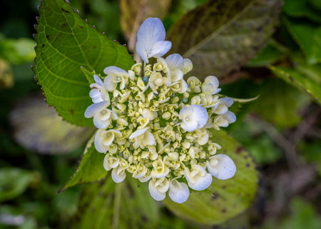 A delicate hydrangea blossom exudes elegance with its intricate petals blending hues of lavender and...