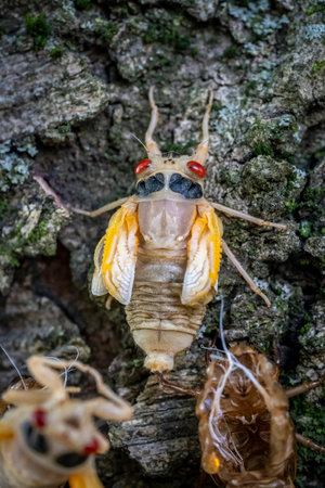 Clinging to the rough, moss-covered bark of a tall tree, the cicada emerges from its nymphal exoskeleton, its delicate wings unfurling like intricate stained glass in the sunlight.の写真素材