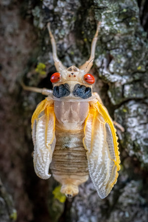 Clinging to the rough, moss-covered bark of a towering tree, the cicada emerges from its nymphal...