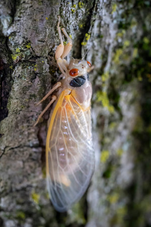 Clinging to the rough, moss-covered bark of a towering tree, the cicada emerges from its nymphal...