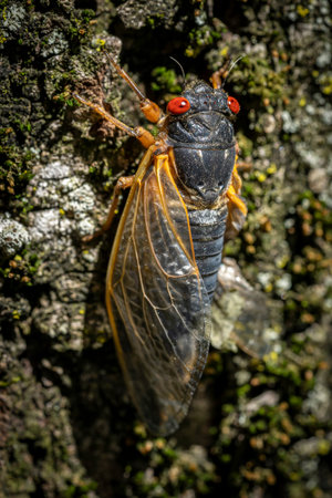 In the serene woods of Virginia, a remarkable spectacle unfolds as a large red-eyed 17-year cicada...