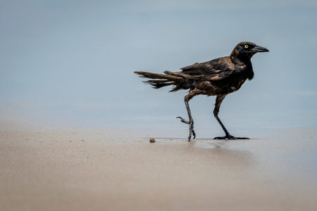 A black grackle with striking yellow eyes walks along the wet sandy shore, its feathers slightly ruffled by the breeze.の写真素材