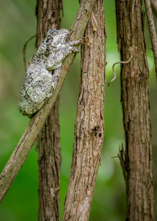 A well-camouflaged gray tree frog clings to the rough bark of a tree branch, blending seamlessly...