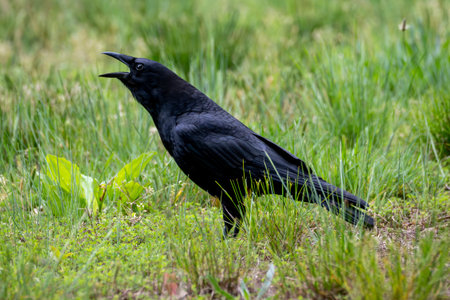A glossy black crow stands in the grass with its beak open, appearing to call out while surveying its surroundings in a quiet meadow.