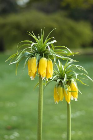 these flowers are very unusual, they look like bananasの写真素材