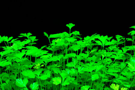 Green parsley on a bed, on blackの写真素材