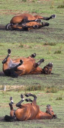 a horse is rolling, phasesの写真素材