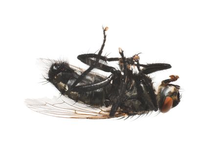 dead fly is on white background, macroの写真素材