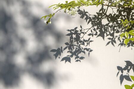 Shadow of leaf on surface  cement wall  texture background. with copy spaceの写真素材