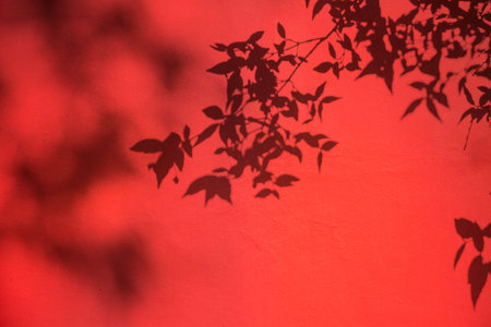 Abstract black shadow background of natural leaves tree branch falling on red cement wall texture...