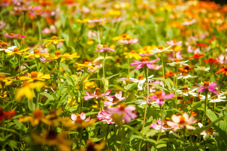 Beautiful colorful daisy flowers background. natural conceptの写真素材