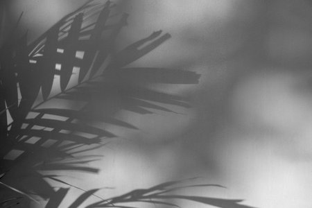 Abstract black shadow shadow of palm leaves on white wall. with copy space.. image