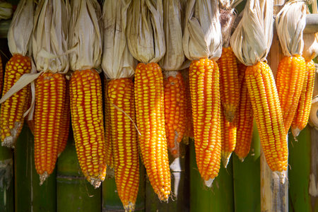 Cobs of corn drying hanging outdoors on  wall . maize corn Food plants. imageの写真素材