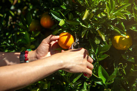 Close up of gardener hand picking an orange with scissor in the oranges field garden in the morning time..imageの写真素材