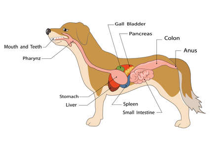 Vector Illustration of digestive system of the dog anatomyのイラスト素材