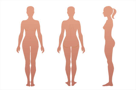 woman body anatomy, front, back, side view, vector  illustrationのイラスト素材