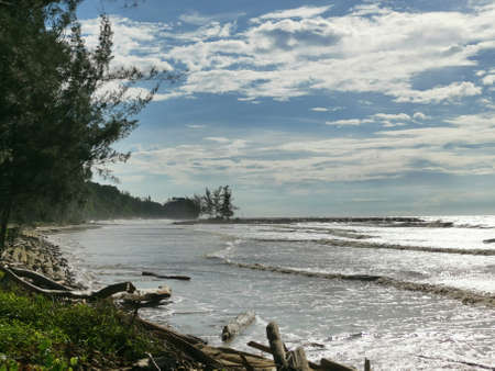 beach with tree, woods and rockの写真素材