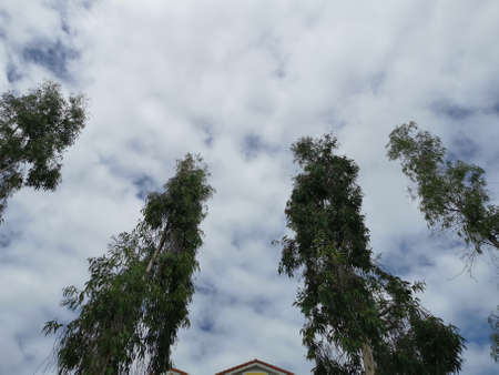 Eucalyptus trees against blue sky with white clouds.の写真素材