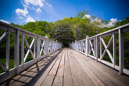 wooden walk way ,wood bridge  over river in forest  の写真素材