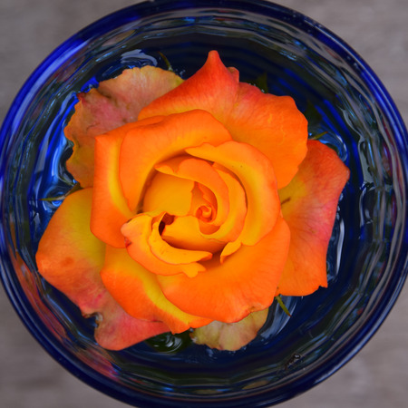 Colorful Rose with green leaf の写真素材