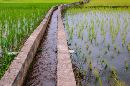 Irrigationcanal, waterway,  Water trough in rice field の写真素材
