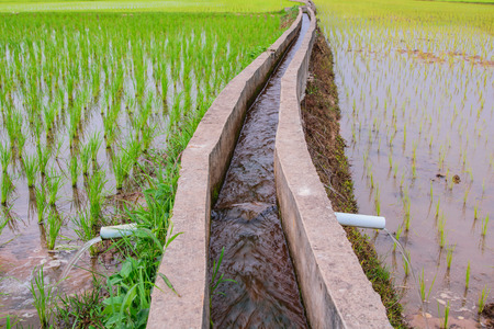Irrigationcanal, waterway,  Water trough in rice field の写真素材