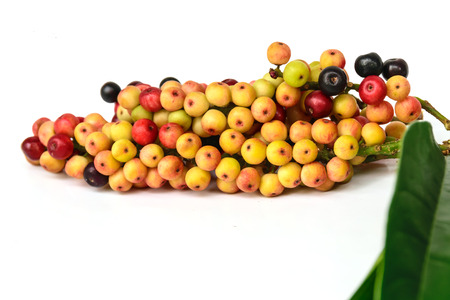 Antidesma thwaitesianum Muell isolated on white background (Sweet and sour fruit)の写真素材