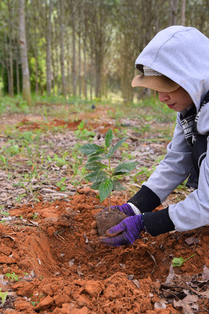 Hands of farmers to plant coffee seedlings in plantations.の写真素材
