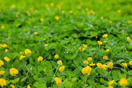 green leaf of Arachis pintoi (Pinto peanut)の写真素材
