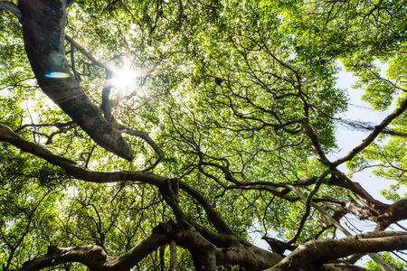 Green leaves with a bright sun shining through