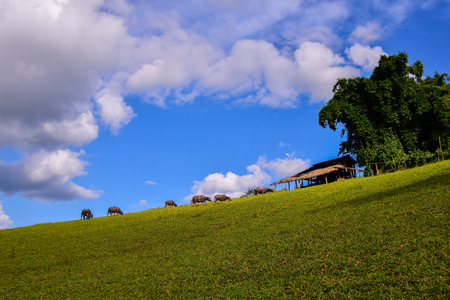 Water buffalo standing on green grass in countrysideの写真素材