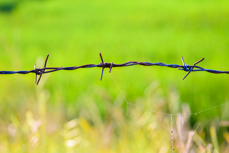 Bared Wired green backgroundの写真素材