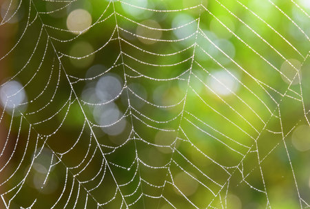 Cobweb at dawn with dew drops on  green bokeh background, selective focus on some threads