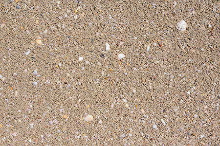 beach sand with seashells background. textureの写真素材