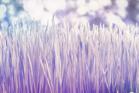 wheat seedlings on blur backgroundの写真素材