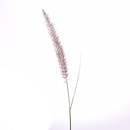 The Liliopsida, Poaceae,GRAMINEAE, Weed Flowers on white ,clipping pathの写真素材