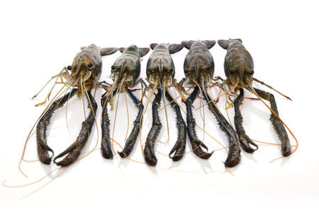 Giant freshwater prawn, Fresh shrimp  on white background
