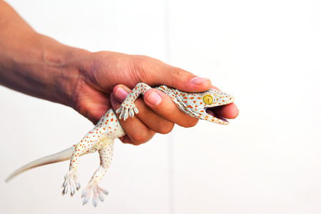 Geckos bite the hand, while holding the lizard out of the house.の写真素材