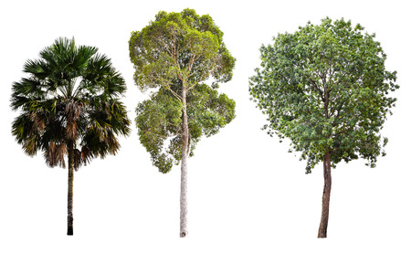 Tree collection isolated on white backgroundの写真素材